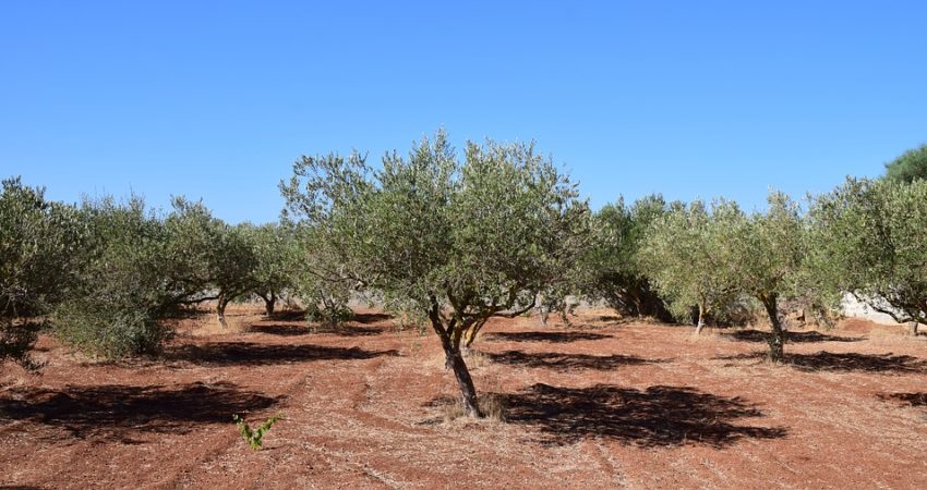 Fungicida para el olivo