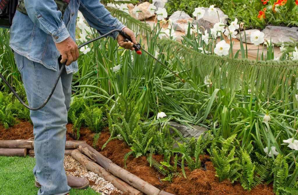 cómo utilizar azufre en mis plantas