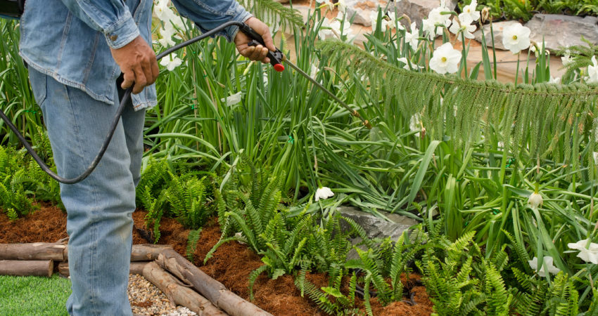 cómo utilizar azufre en mis plantas