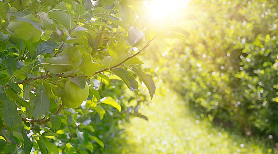 Nutrientes e outros - Productos AJF