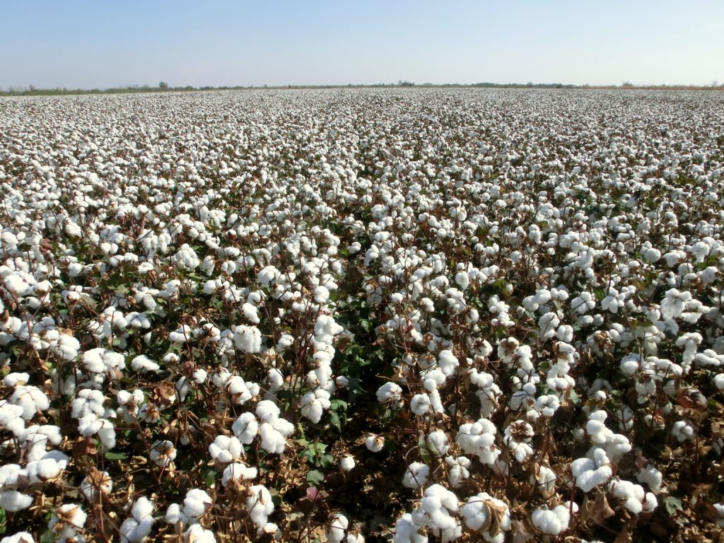 Azufre para cultivos de algodón