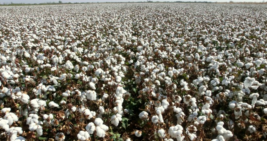 Azufre para cultivos de algodón
