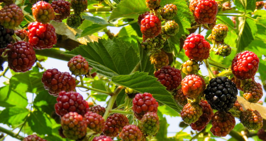 Insecticida para frutos rojos