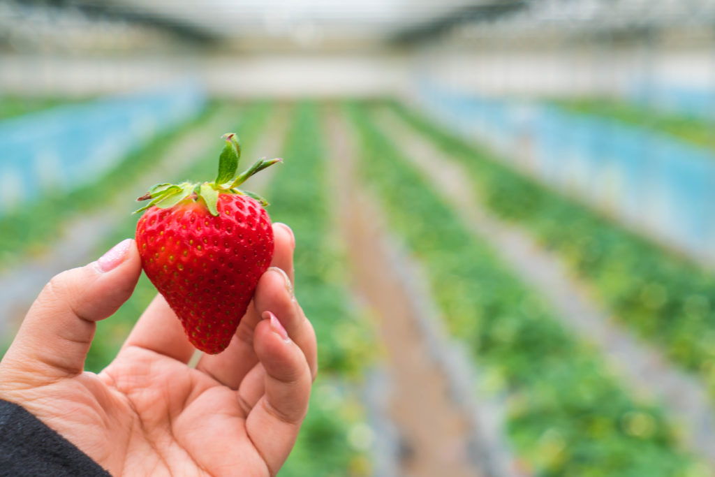 Se puede utilizar el azufre en las fresas