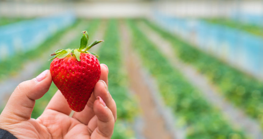 Se puede utilizar el azufre en las fresas