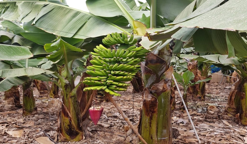 Usos para cultivos tropicales y subtropicales