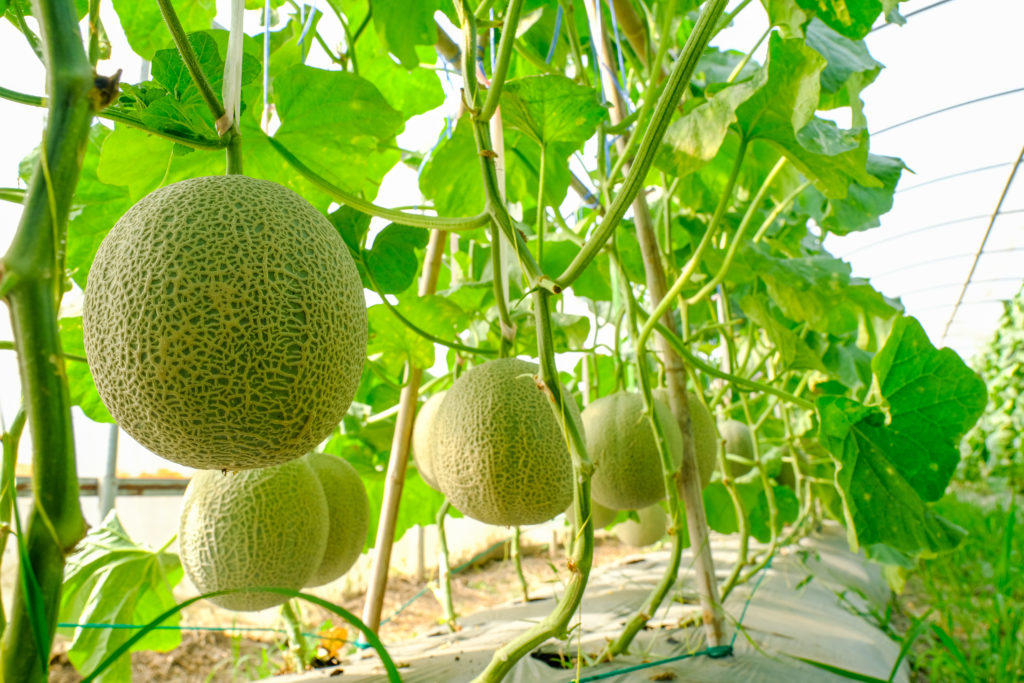 Tratamiento para melón y sandía