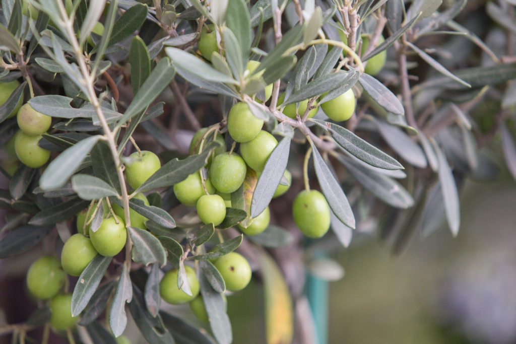 Fungicidas para el olivo