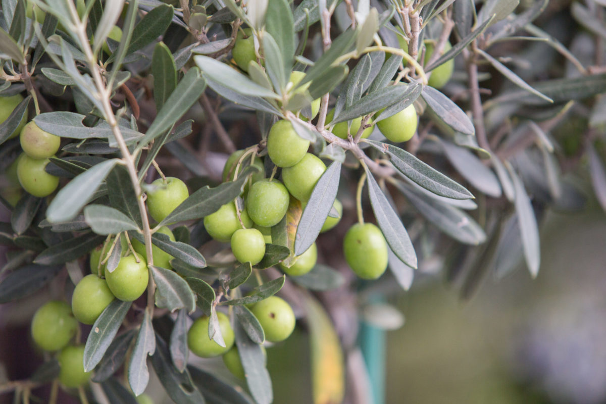 Por qué es importante contar con fungicidas para el olivo de gran efectividad - Productos AJF