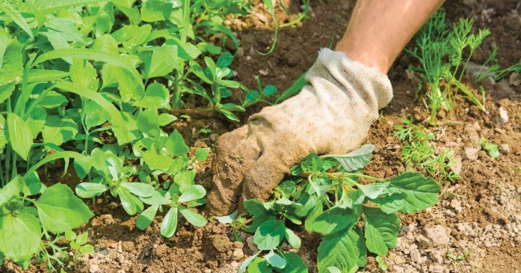 ¿Cómo quitar malas hierbas del jardín?