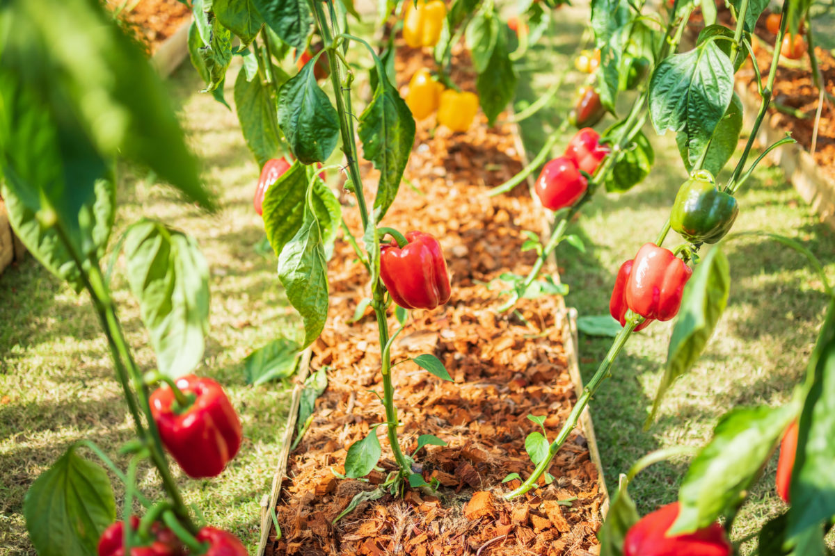 Uso de fungicidas como tratamiento para cultivos hortícolas - Productos AJF