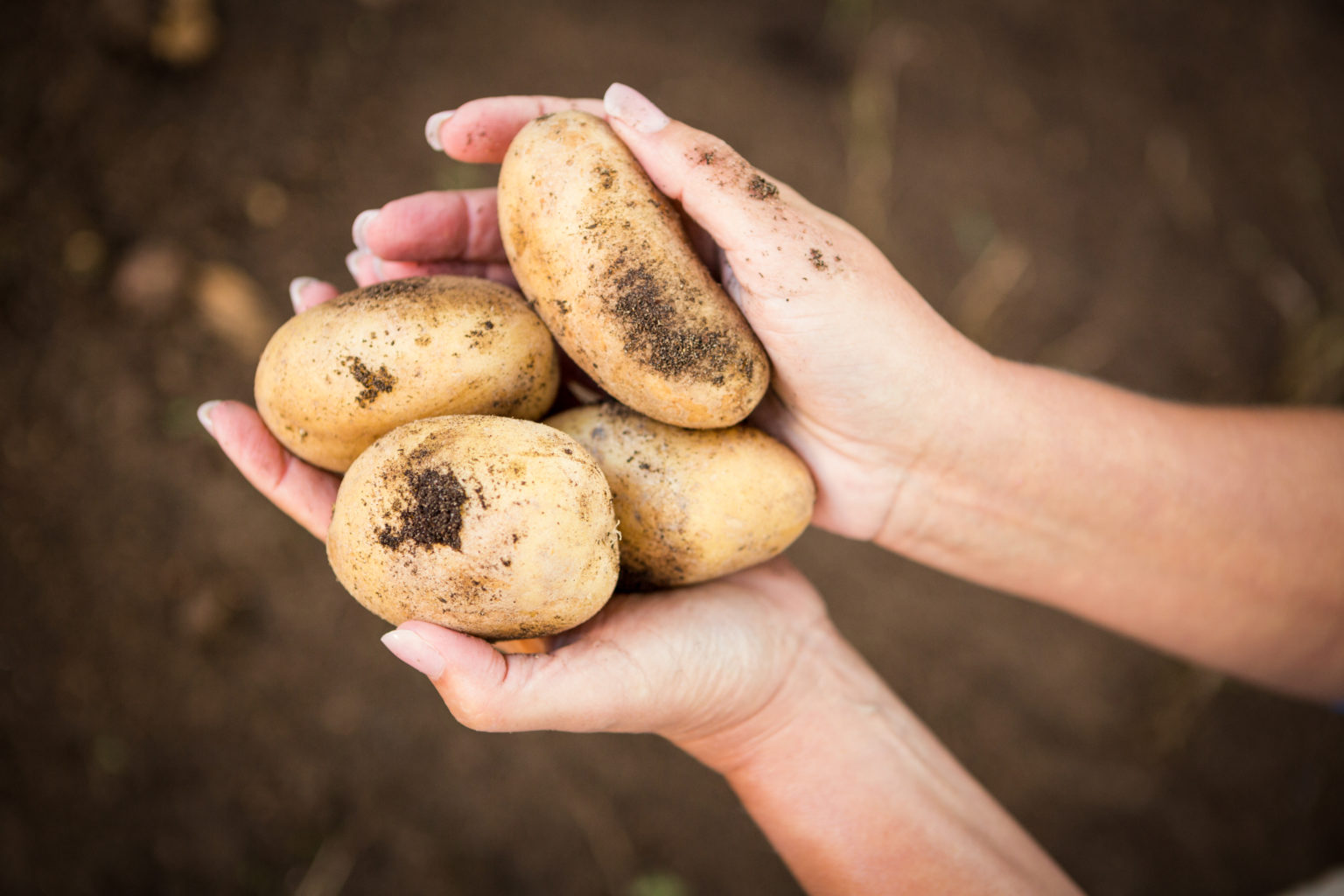 Cómo identificar las principales plagas y enfermedades de la patata Productos AJF Cómo identificar las principales plagas y enfermedades de la patata Productos AJF