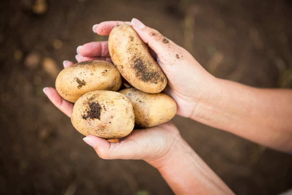 Cómo identificar las principales plagas y enfermedades de la patata - Productos AJF