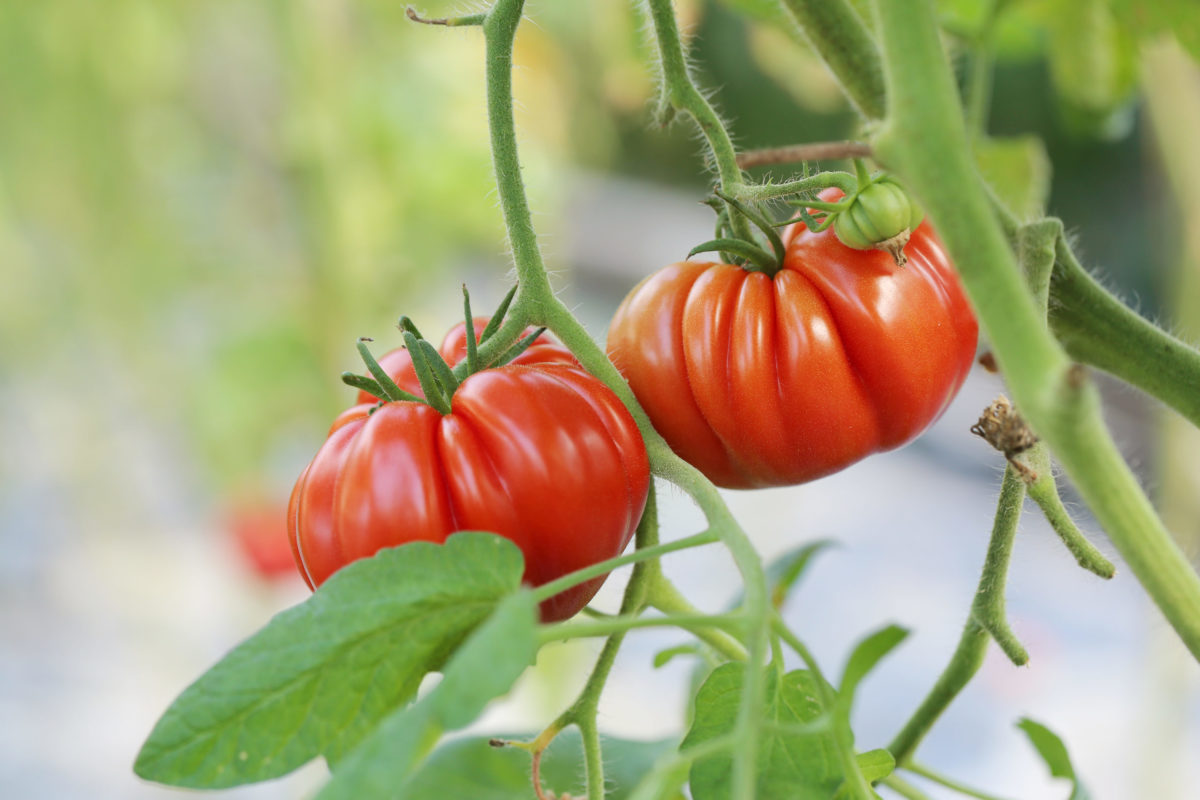 Enfermedades de las solanáceas que debes combatir para que tus cultivos gocen de buena salud - Productos AJF