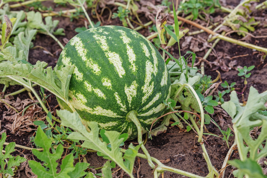 Enfermedades que afectan al melón y a la sandía