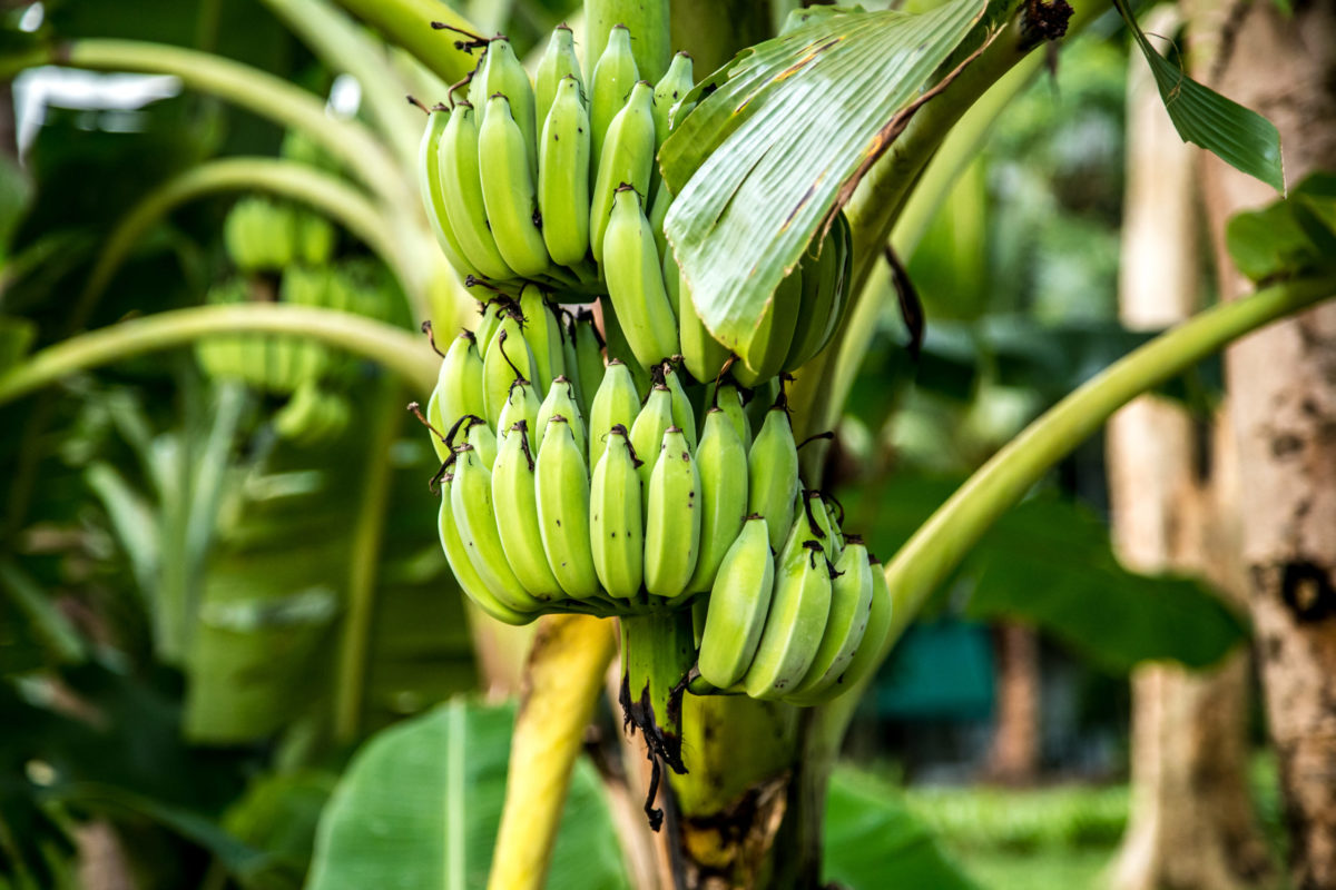 Distingue las plagas que afectan a la plantación de plátanos para ponerles remedio - Productos AJF