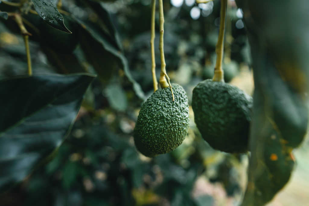 Enfermedades que afectan al cultivo de aguacate