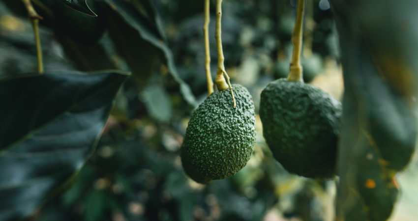 Enfermedades que afectan al cultivo de aguacate