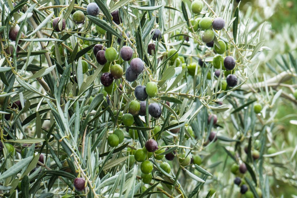 Plagas y enfermedades del olivo