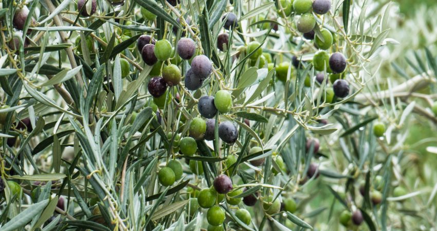 Plagas y enfermedades del olivo