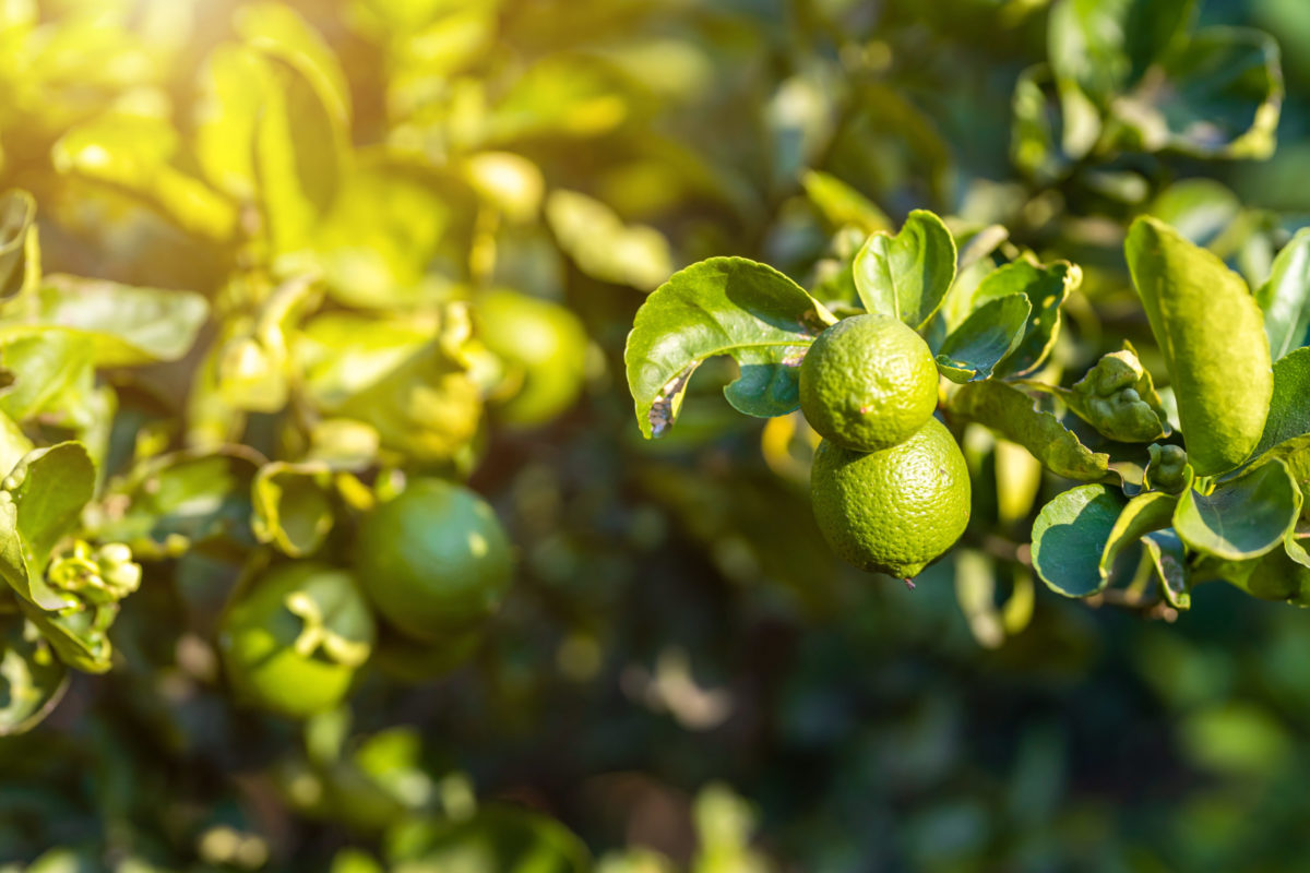 Principales plagas que afectan a los cítricos y cómo ponerles remedio - Productos AJF